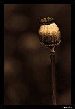 Opium
