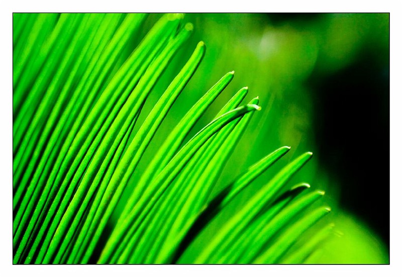 Grass.jpg