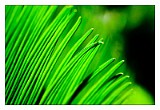 Grass