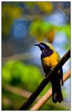 Wildlife