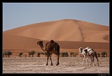 Camels