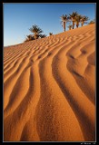 Sahara2