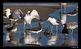 Bundesadler