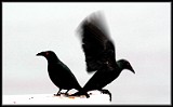 Ravens