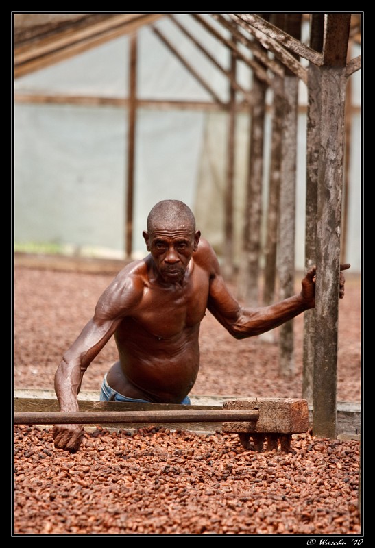 Cocao.jpg