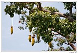 Baobab