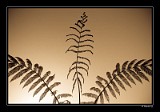 Fern